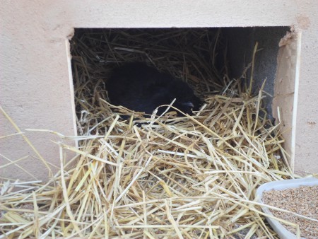 ma poule noire qui couve